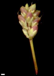 Veronica biggarii. Infructescence. Scale = 1 mm.
 Image: W.M. Malcolm © Te Papa CC-BY-NC 3.0 NZ